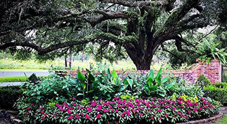 Nelson Plumeria Plant and All Flowering Tropicals Food Ferns Assorted Sizes