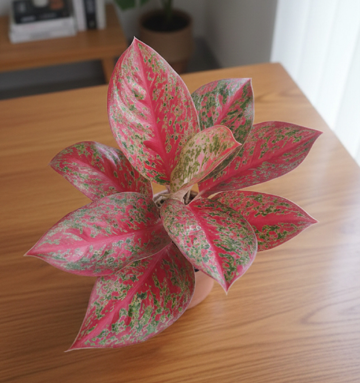 Rare Aglaonema Red Stardust – Vivid Color, Well Rooted Starter