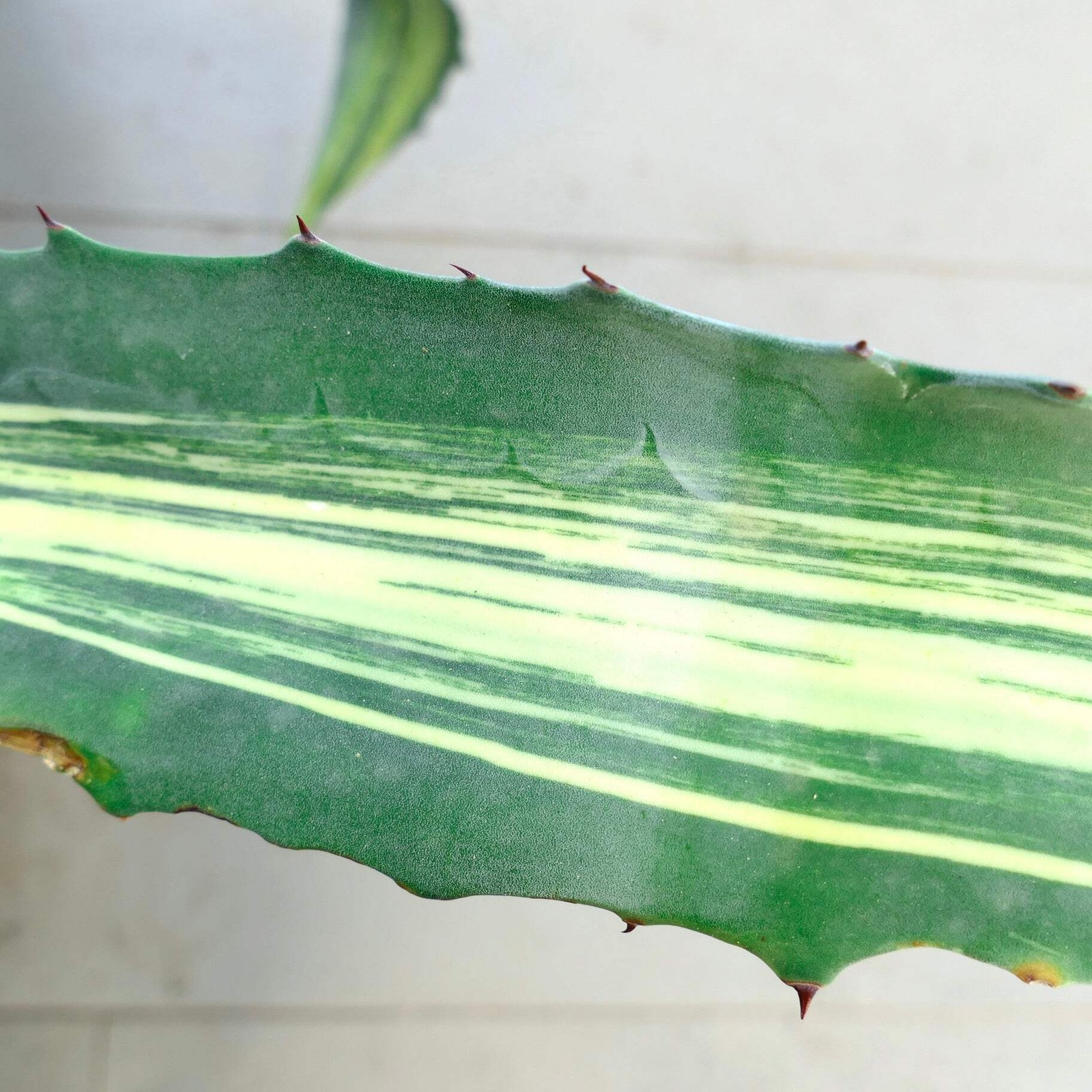 Agave americana STRIATA VARIEGATED 80cm – NO variegate white titanota