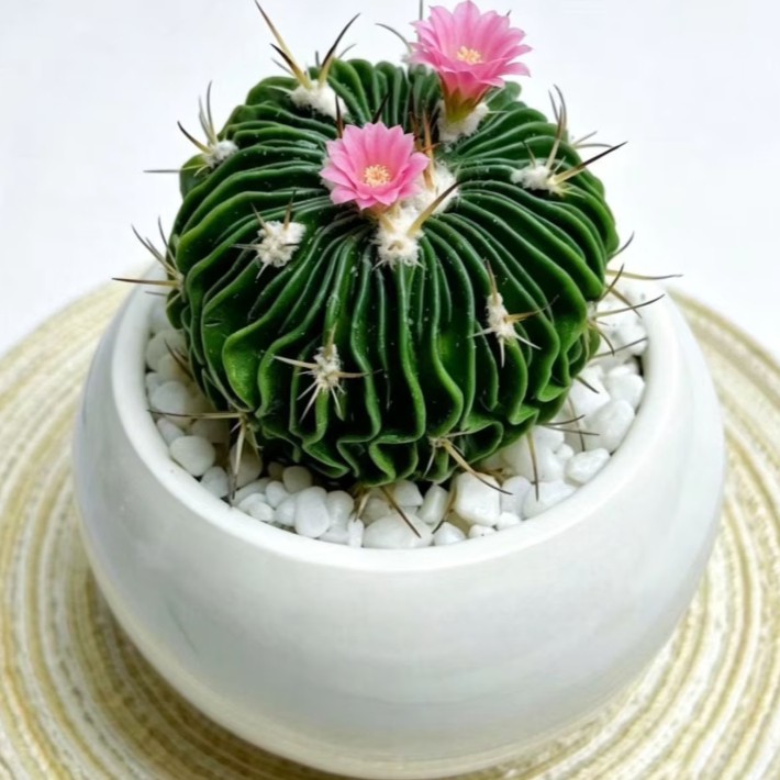 Stenocactus Multicostatus Brain Cactus Live Plant With Flower Pot