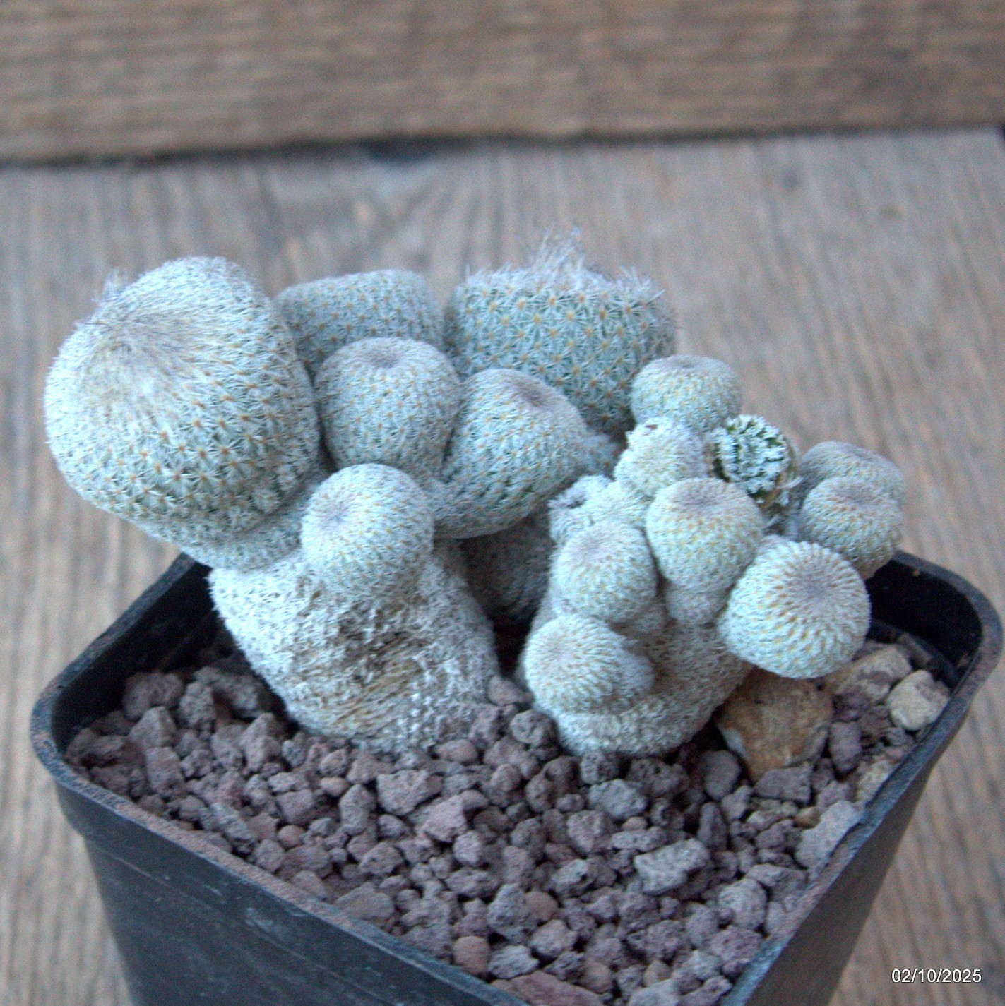 D6812 EPITHELANTHA MICROMERIS MONSTER pot7-H5-W9 cm MaMa Cactus
