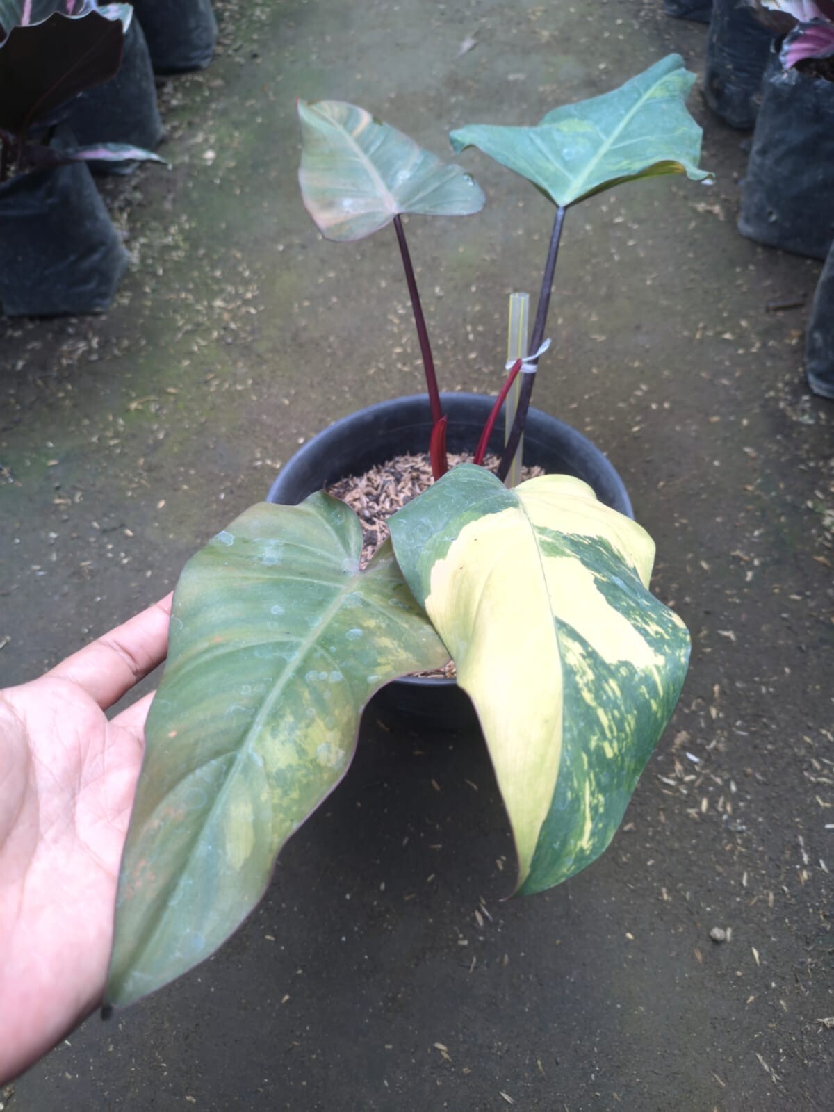 Real Pick Philodendron Dark Lord Variegated Big Leaf