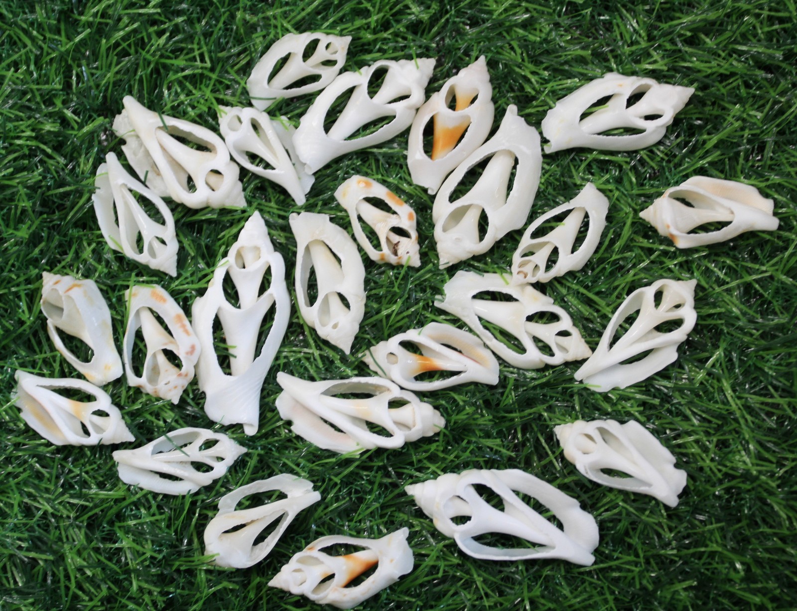 20-URCEUS,White Center Cut Seashells,Beach Wedding Decor,Floral Supply,CS-107