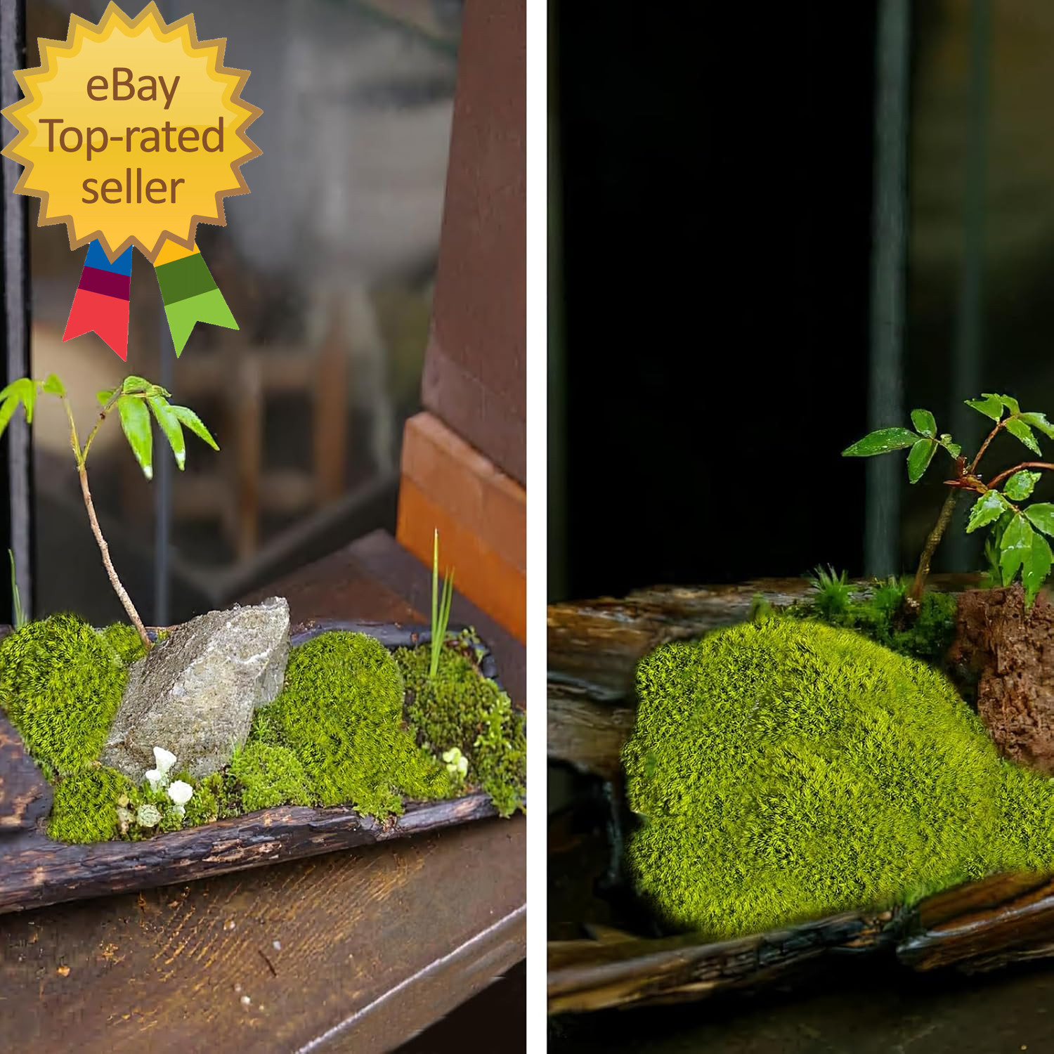 Preserved Pillow Moss Bulk Green Moss Balls for Bowls 2.5 Sq.Ft Natural