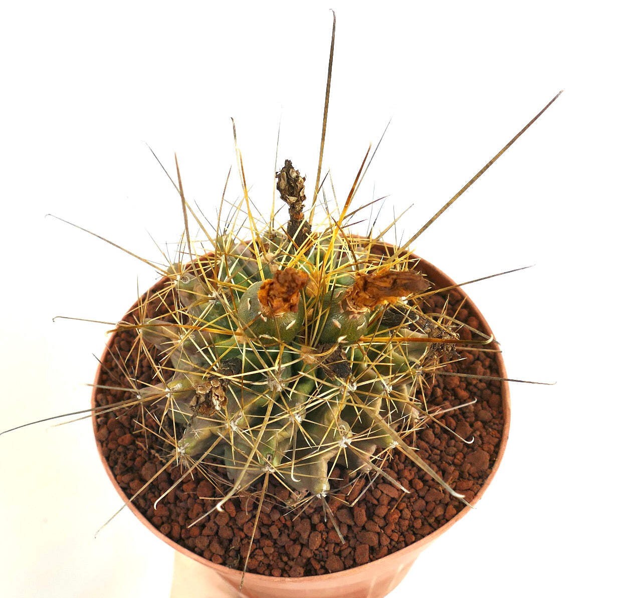 Ferocactus hamatacanthus SELECTED GOLDEN – Texas barrel cactus | Twisted spine c