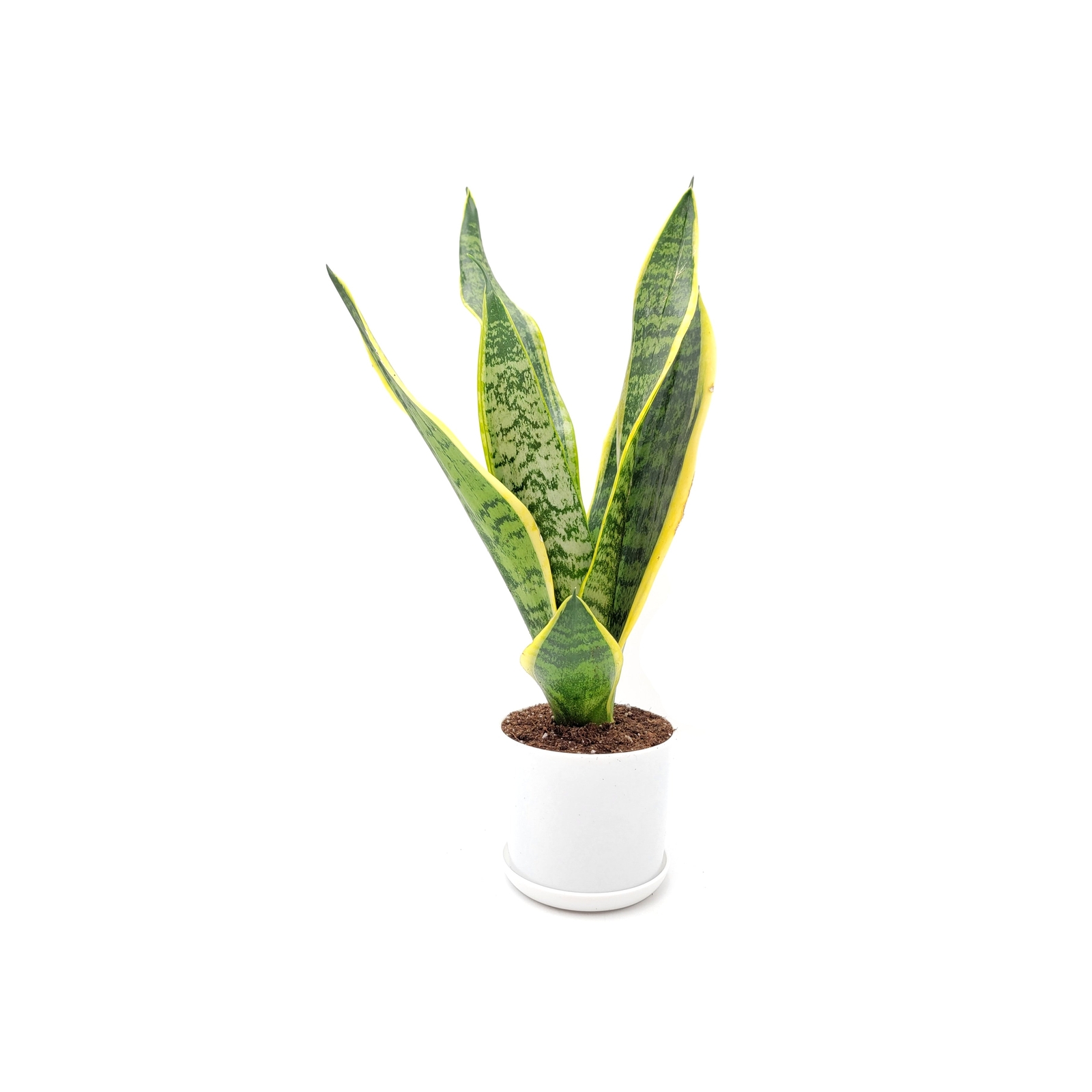 Snake Plant, Variety of Laurentii, Air Purifier, Low Maintenance, 4″ Décor Pot