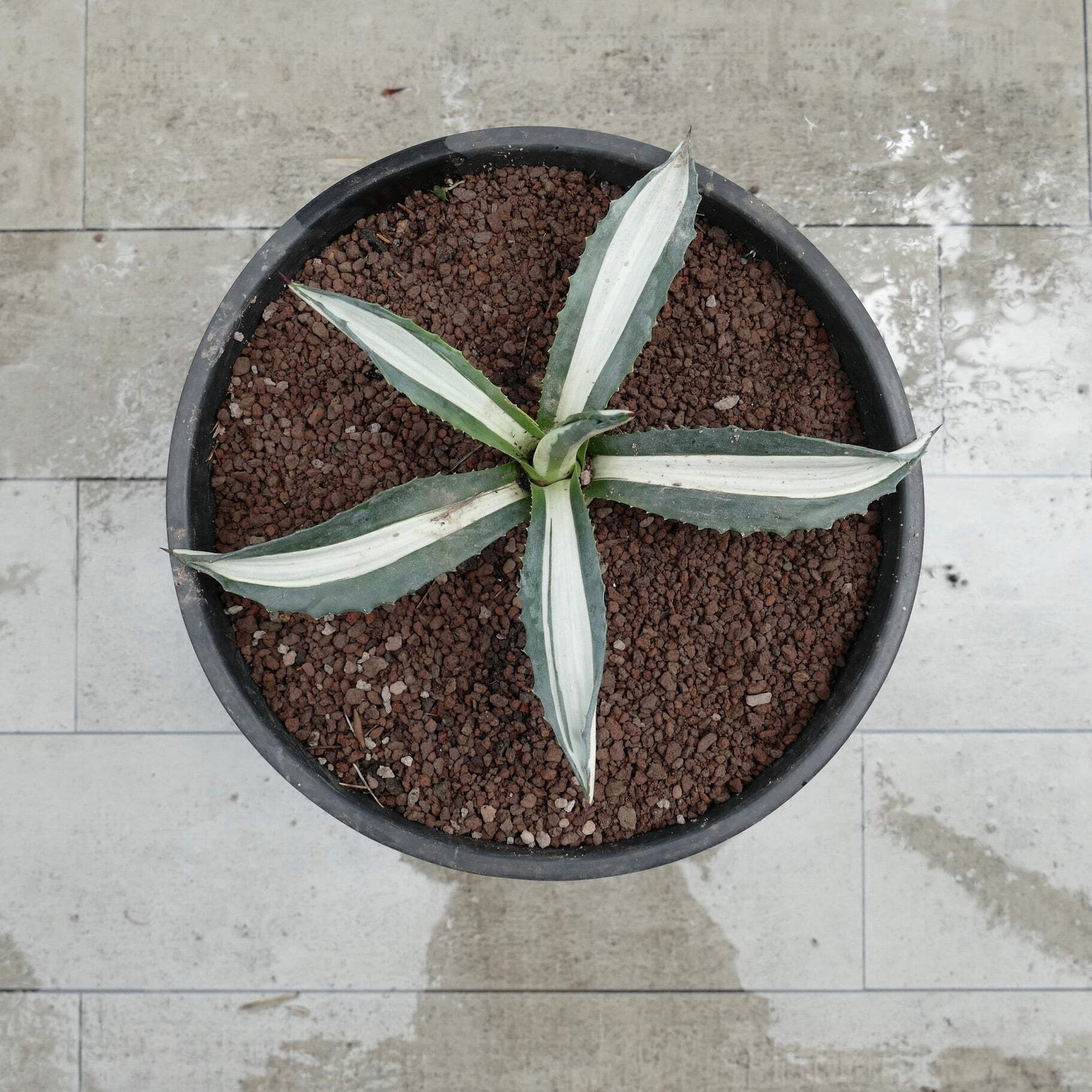 Agave americana MEDIOPICTA ALBA WHITE VARIEGATED 29,5cm – Century plant | Americ