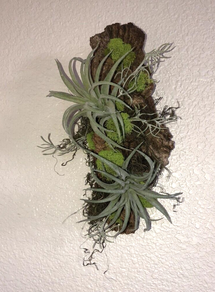 Artificial Succulent Air Plant Wall Art Home Office Mounted on Real Wood Bark