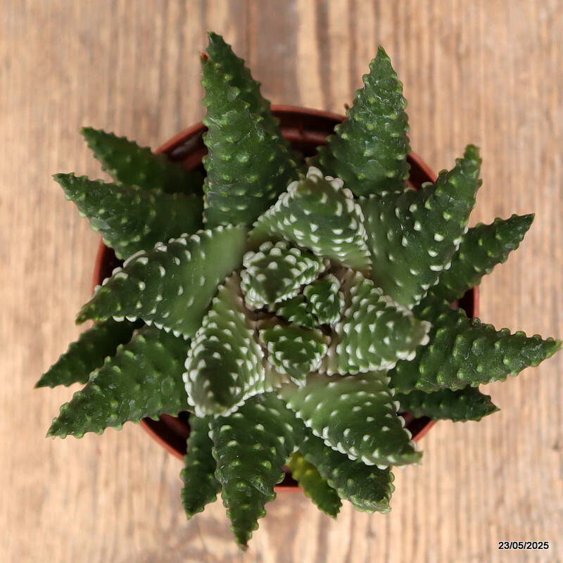 D4333 HAWORTHIA PUMILA pot8,5-H11-W11 cm MaMa Cactus