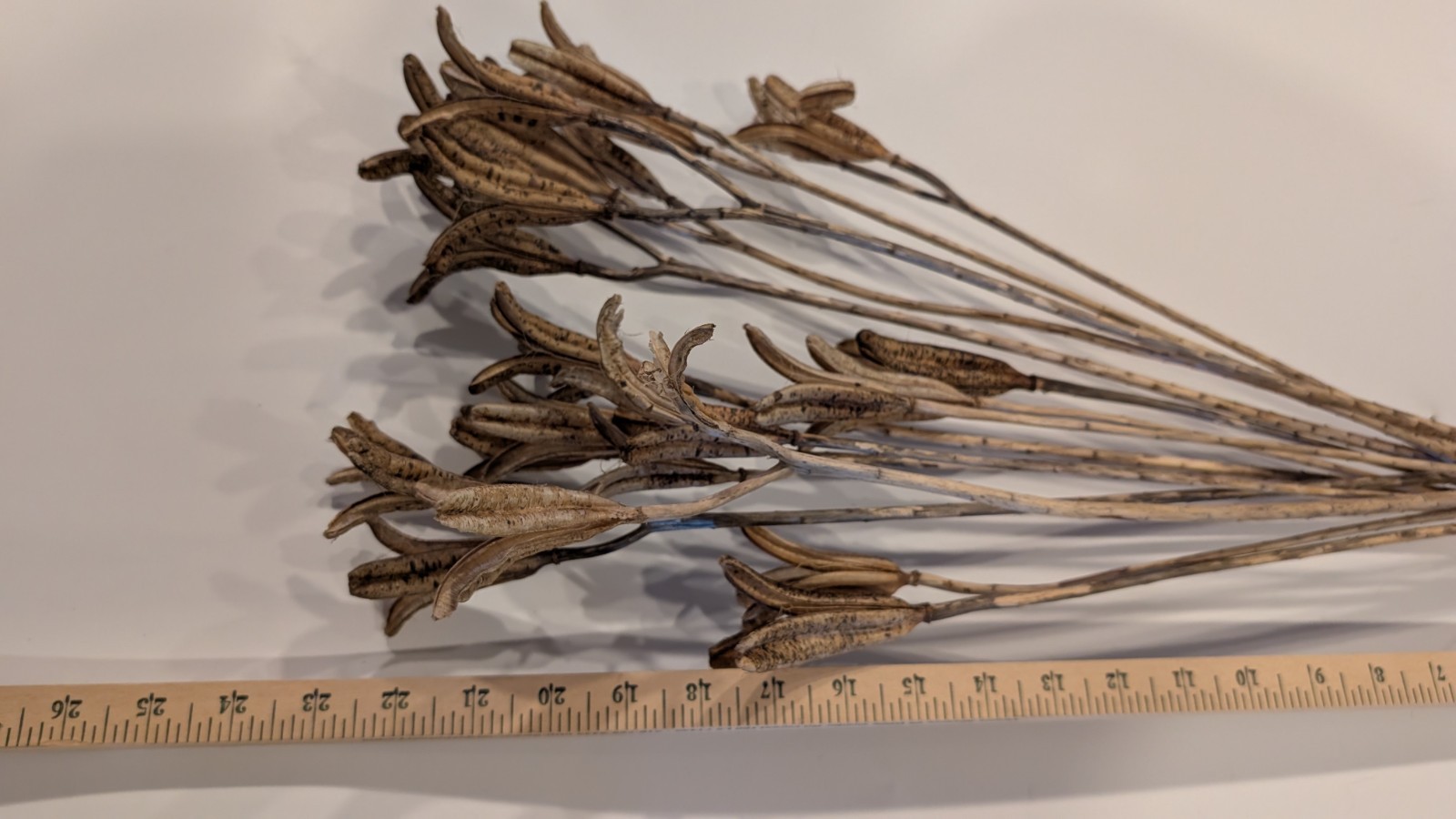 Natural Dried Flower Pods Lot of 15 Stems 13-23″ Crafts Floral Bouquets Sprays