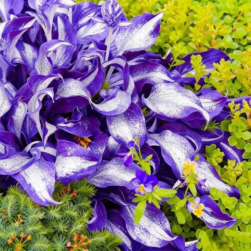 400Pcs Perennial Hosta Seed for Planting- Non-GMO Heirloom Plant Seeds Garden Ou