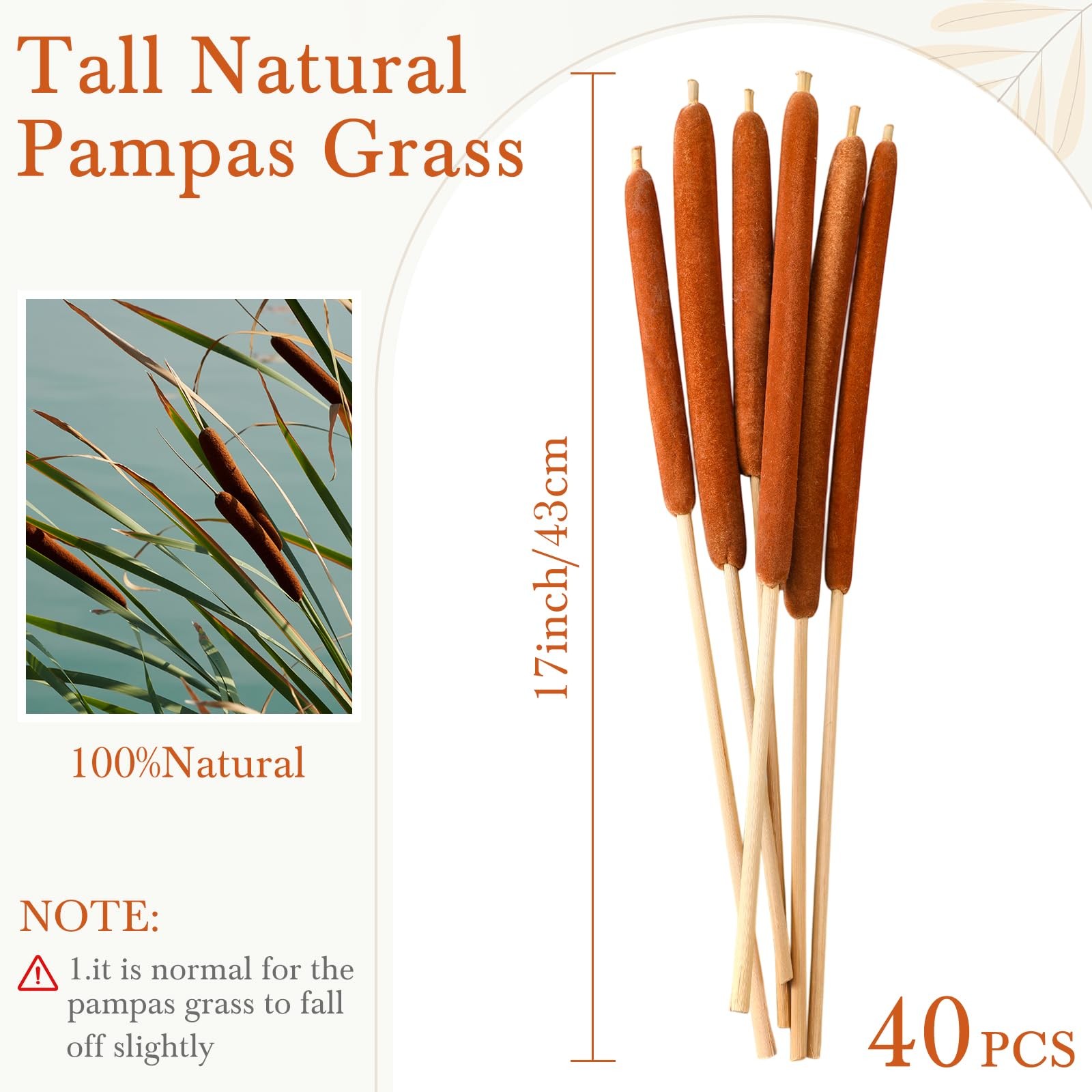 40 Pcs Large Natural Brown Cattails Flowers 17 Inch Real Dried Cattails Stems…