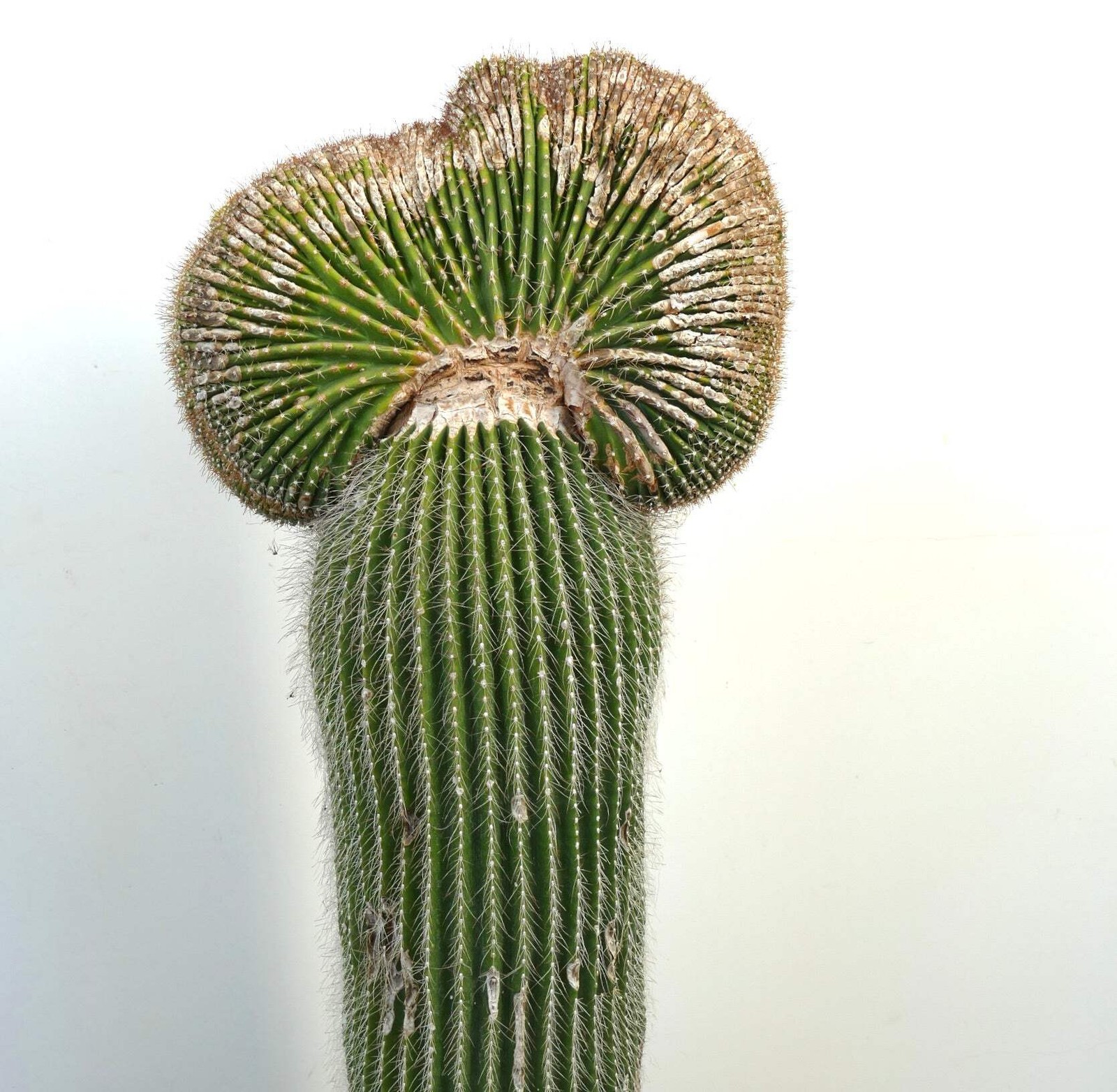 Carnegiea polylopha SAGUARO CRESTED 83x35cm – NO COPIAPOA CINEREA