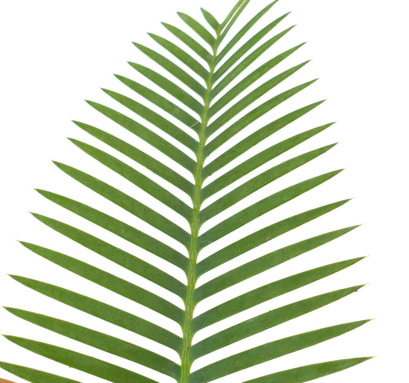 Dioon angustifolium 9x7cm Caudex – Narrow-leaved Dioon | Mexican Cycad