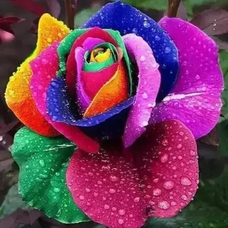 10 RARE ROSE SEEDS perennial flower garden bush plant tea USA SELLER W/TRACK