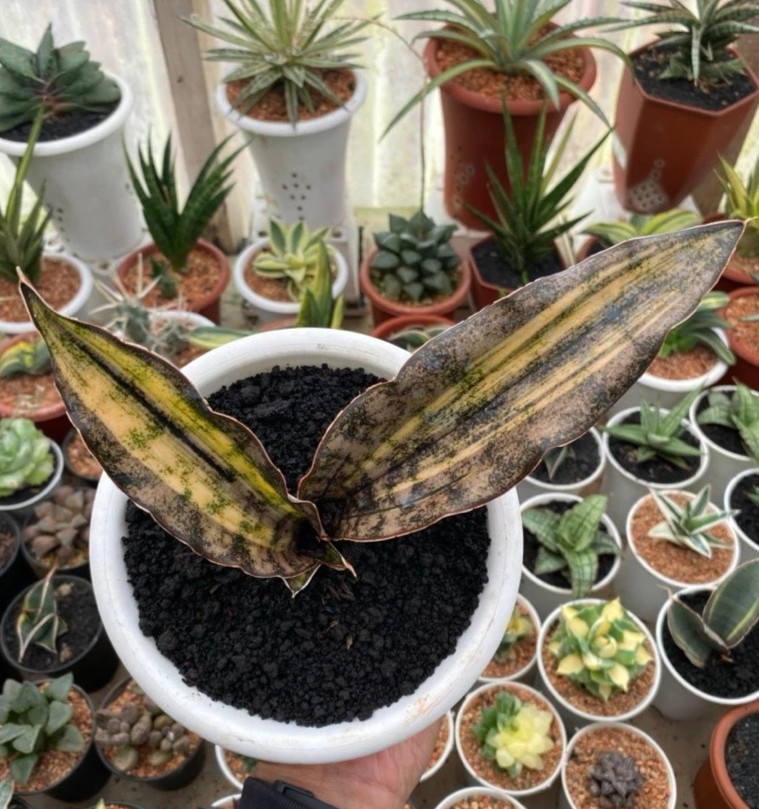 Sansevieria Kirkii Brown Variegated Rare Snake Live Exotic Plant PL153