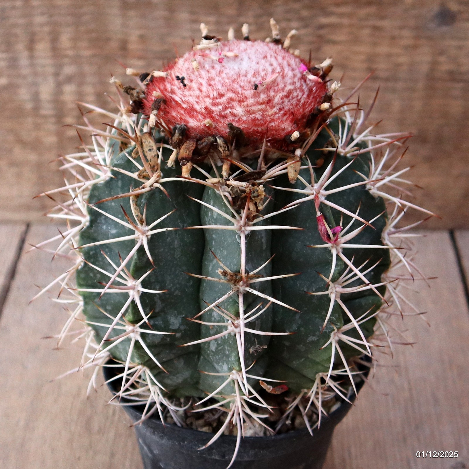 D7636 MELOCACTUS NERYI pot10-H14-W11 cm MaMa Cactus