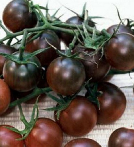 100Pcs Black Cherry Tomatoes seeds (Vibrant, exotic and sweet)