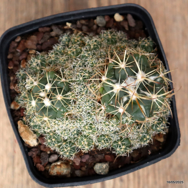 D4224 CORYPHANTHA ELEPHANTIDENS pot8-H6-W9 cm MaMa Cactus