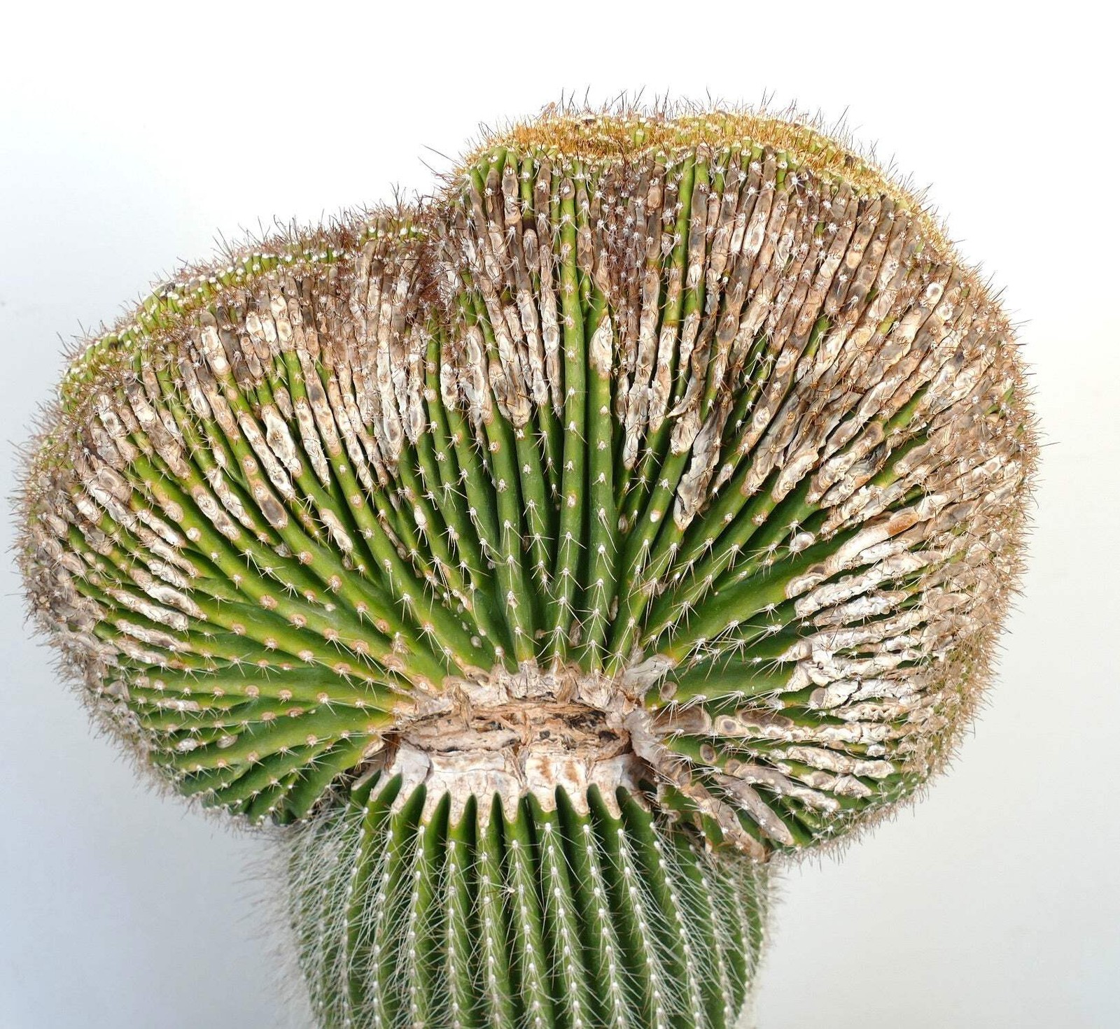 Carnegiea polylopha SAGUARO CRESTED 83x35cm – NO COPIAPOA CINEREA