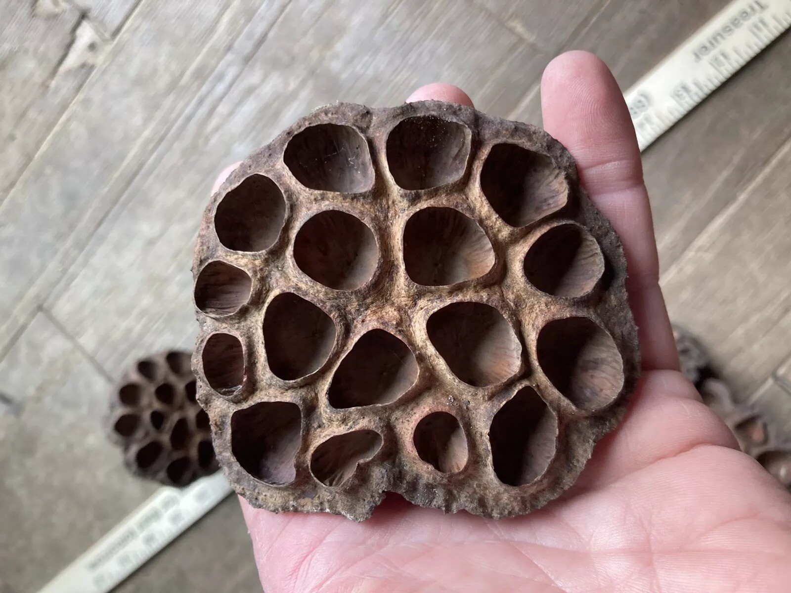 5 Dried Lotus Seed Pod Heads 3” Florist Wreath Decor Aquarium Habitat From USA