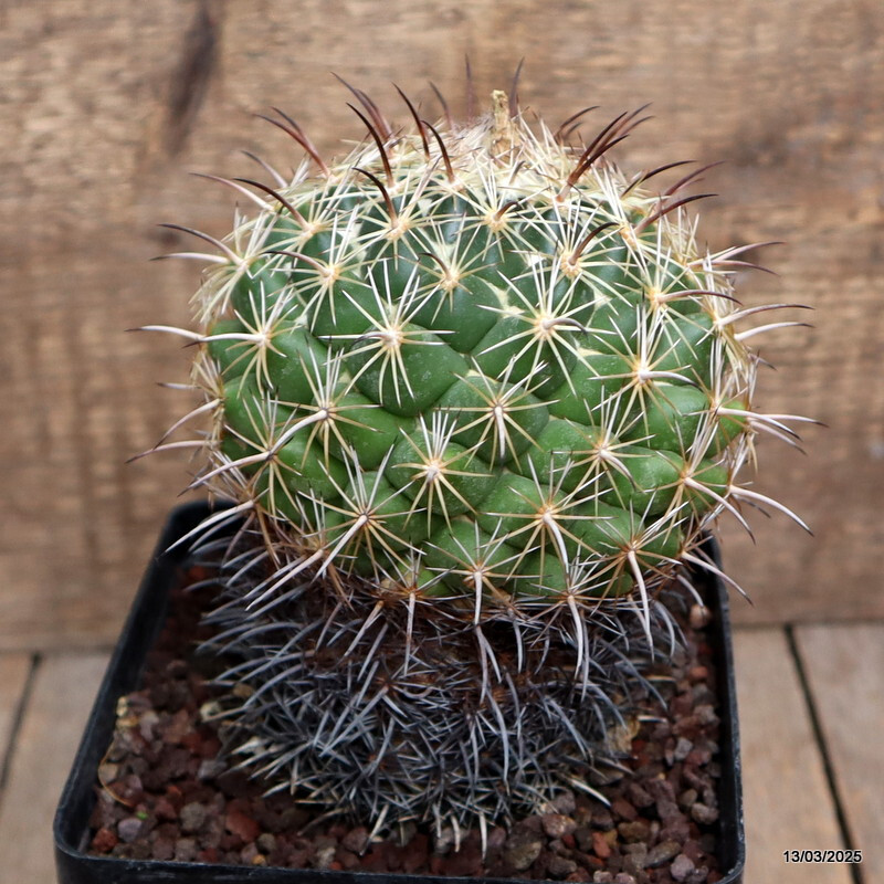 A2599 CORYPHANTHA CORNIFERA pot12-H14-W11 cm MaMa Cactus