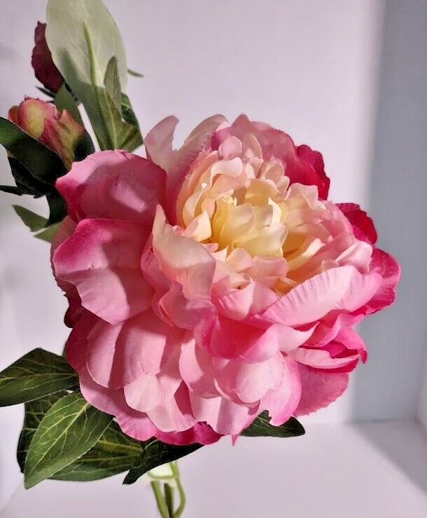 Gorgeous single peony stem