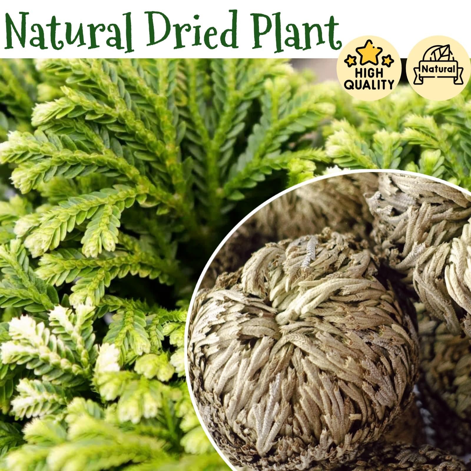 7 Pack Rose of Jericho Dried Plants – Rosa de Jerico Original, Dried Fern Lik…