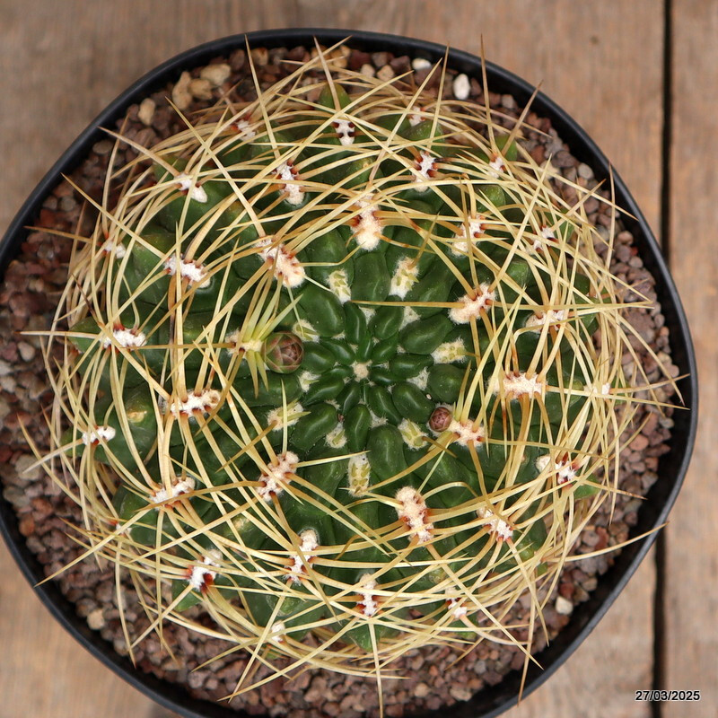 A7129 GYMNOCALYCIUM MULTIFLORUM pot18-H11-W14 cm MaMa Cactus