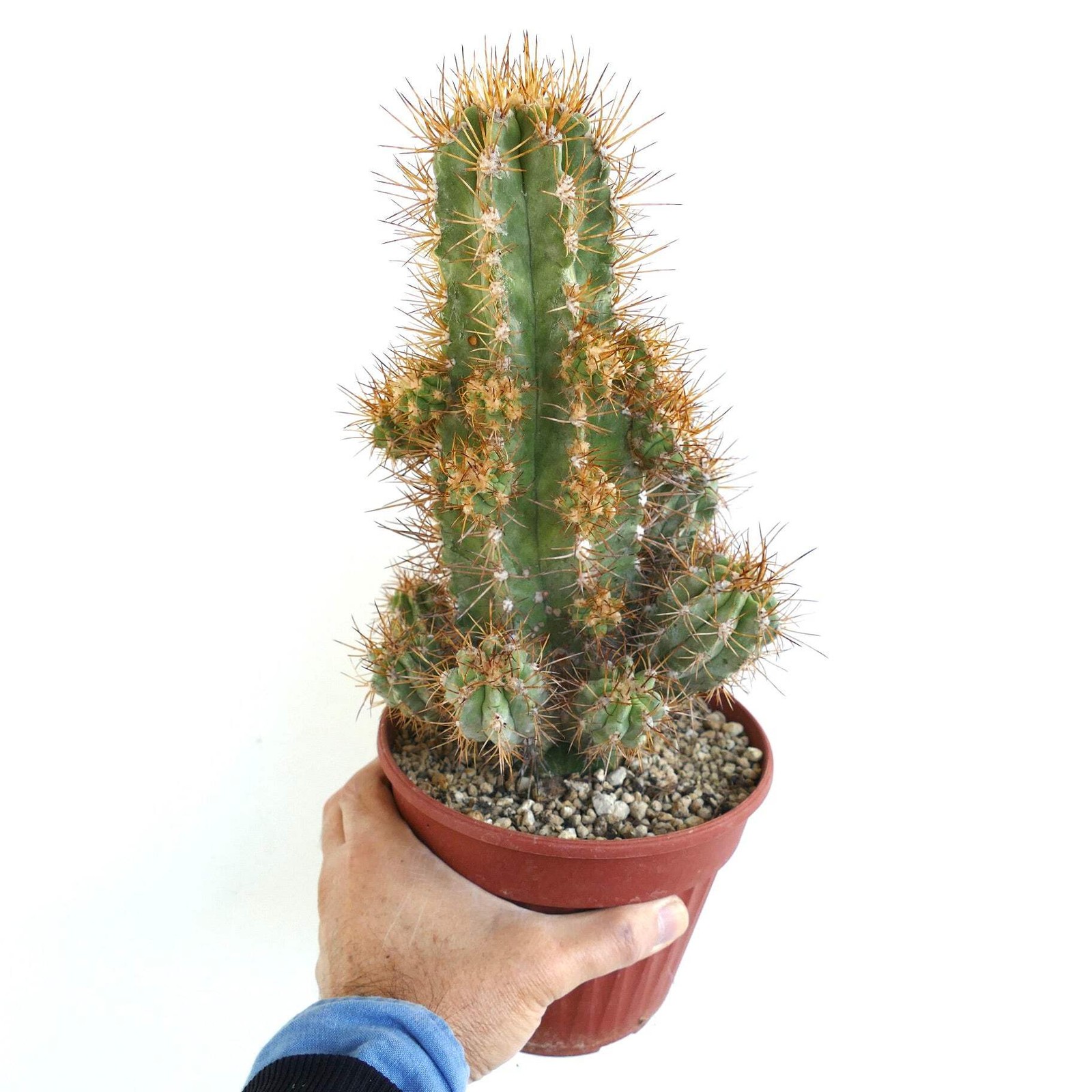 Copiapoa solaris 23 HEADS GRAFTED – NO crested serpentisulcata