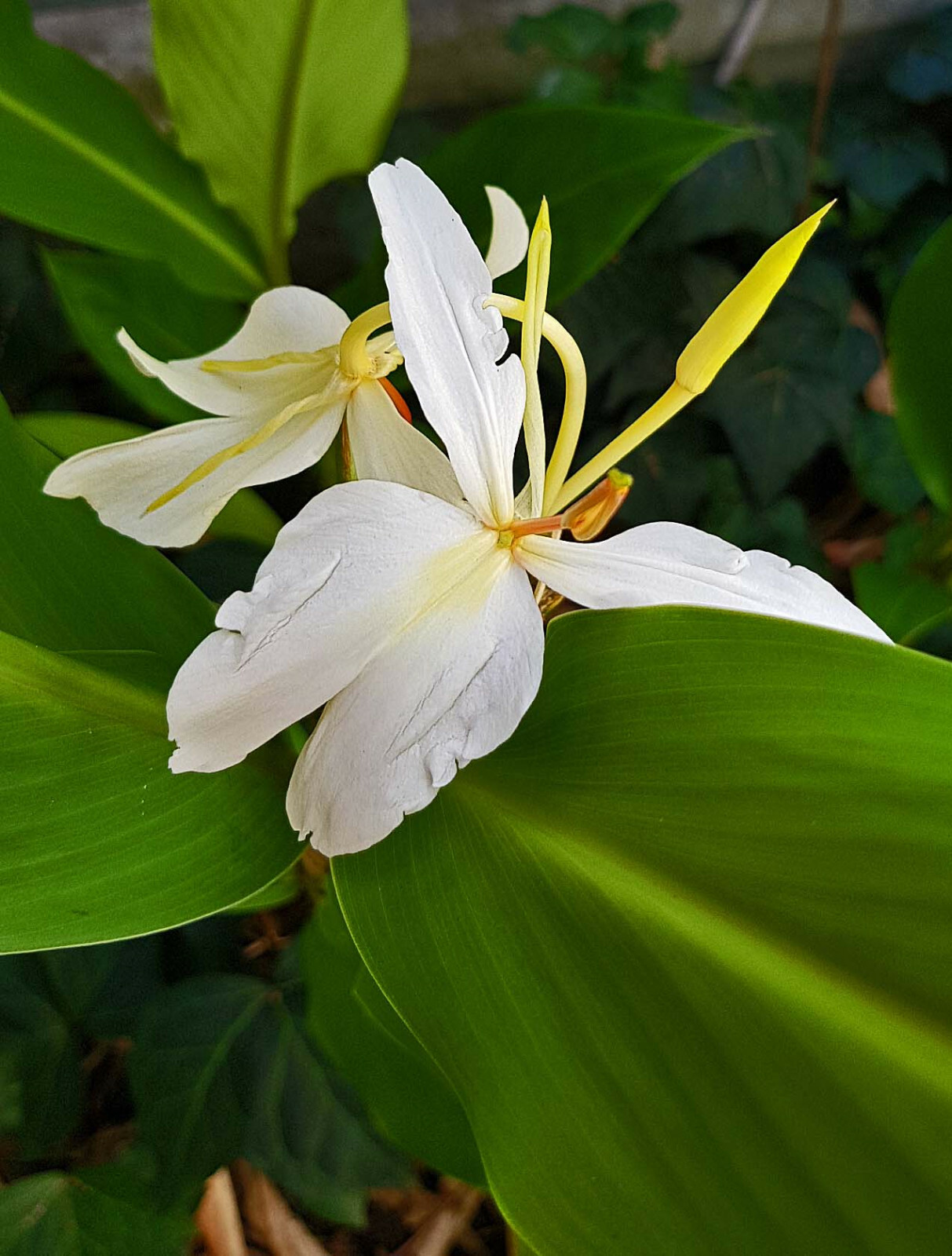 4 PACK HAWAIIAN TROPICAL WHITE GINGER PLANT BARE ROOT – Easy To Grow In/Outdoor