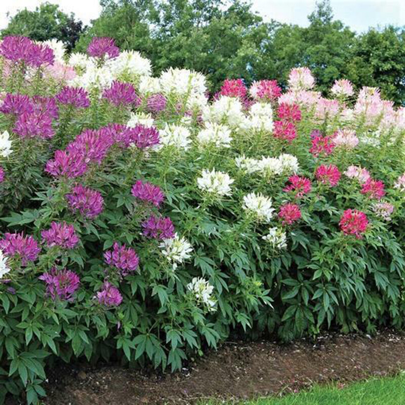 Hot mix Color Spider Flower (Cleome) 100 SEEDS – BOLD BRIGHT COLOR!