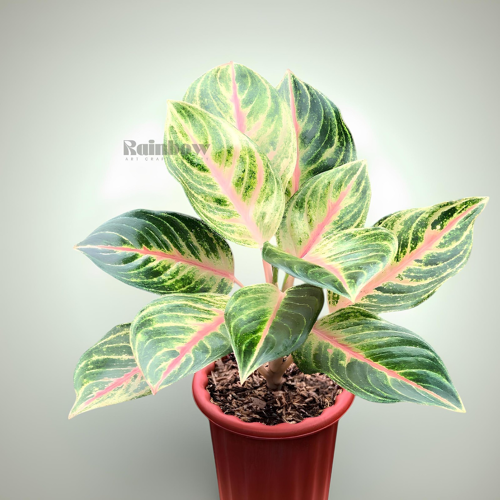 Aglaonema Panama Beatiful Ornamental Plant