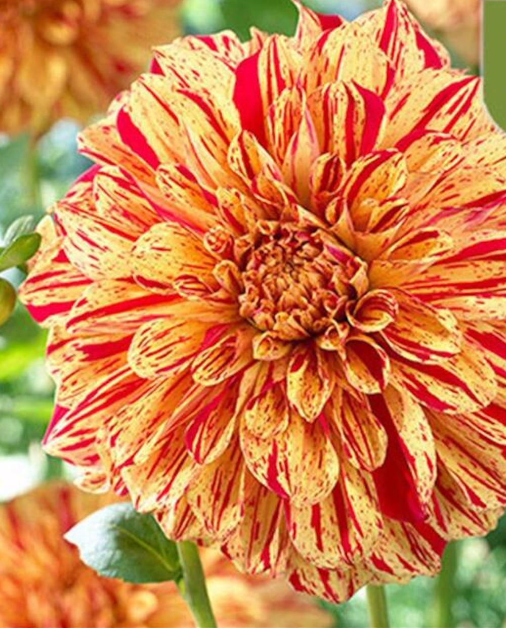 (10) DAHLIA SEEDS rare exotic flower blossom garden plant USA SELLER W/TRACK