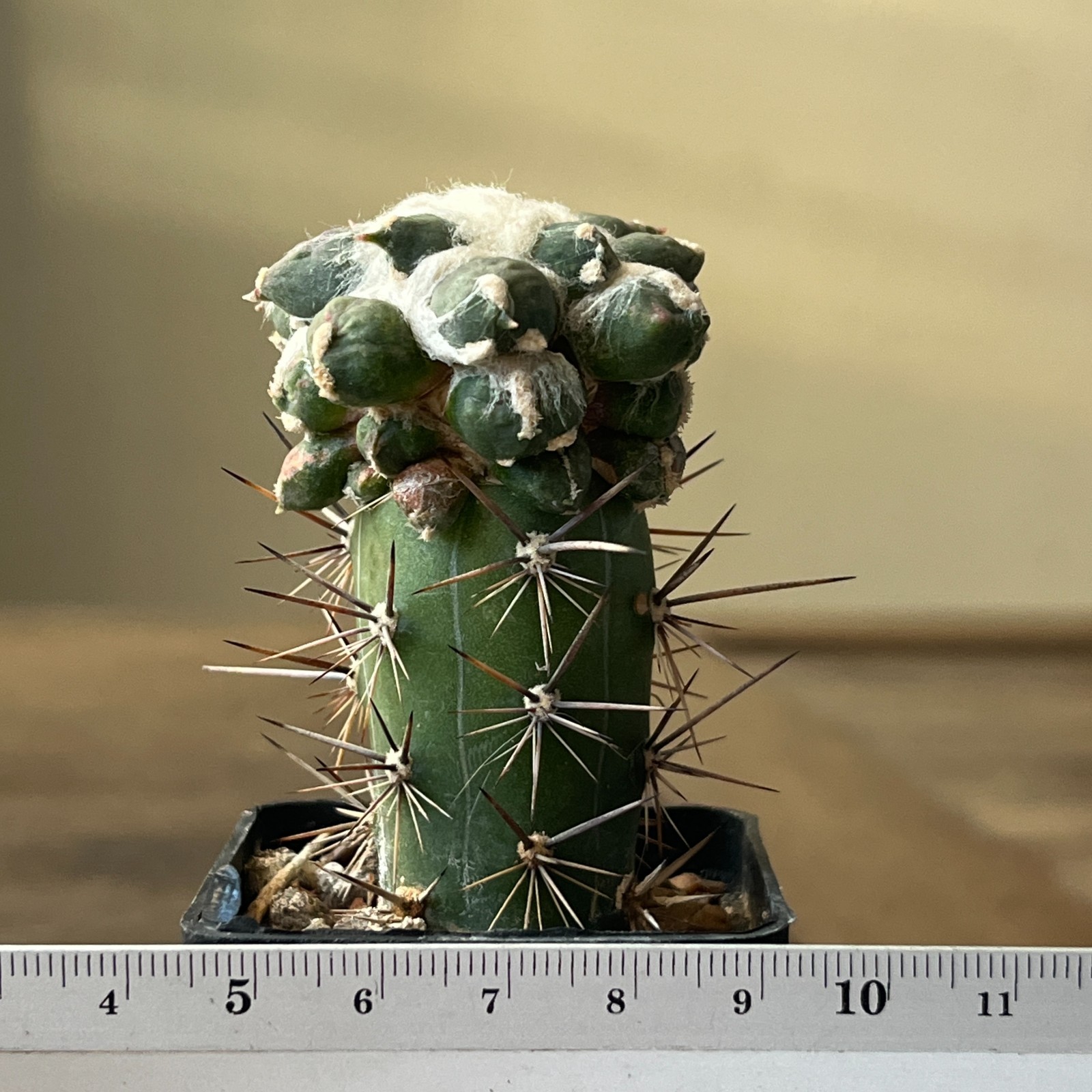 A52-412 Cactus retusus cv. ‘Muruibo’, grafted