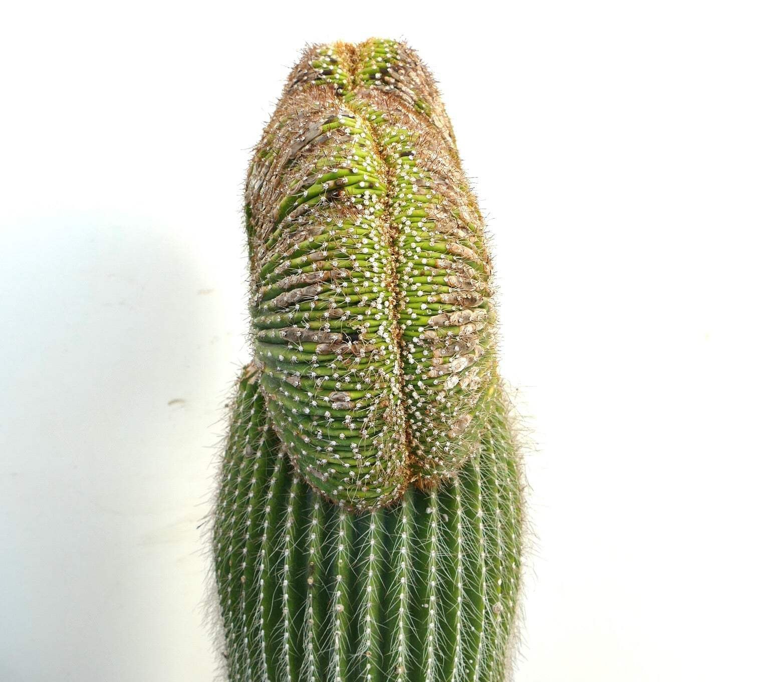Carnegiea polylopha SAGUARO CRESTED 83x35cm – NO COPIAPOA CINEREA