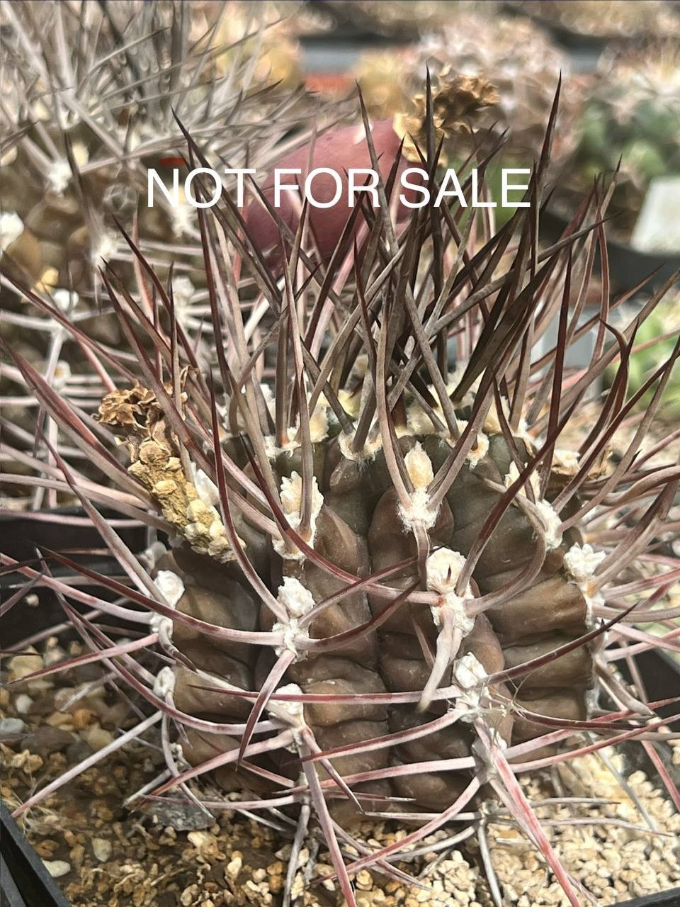 A45-1364 Gymnocalycium delaetii, own root