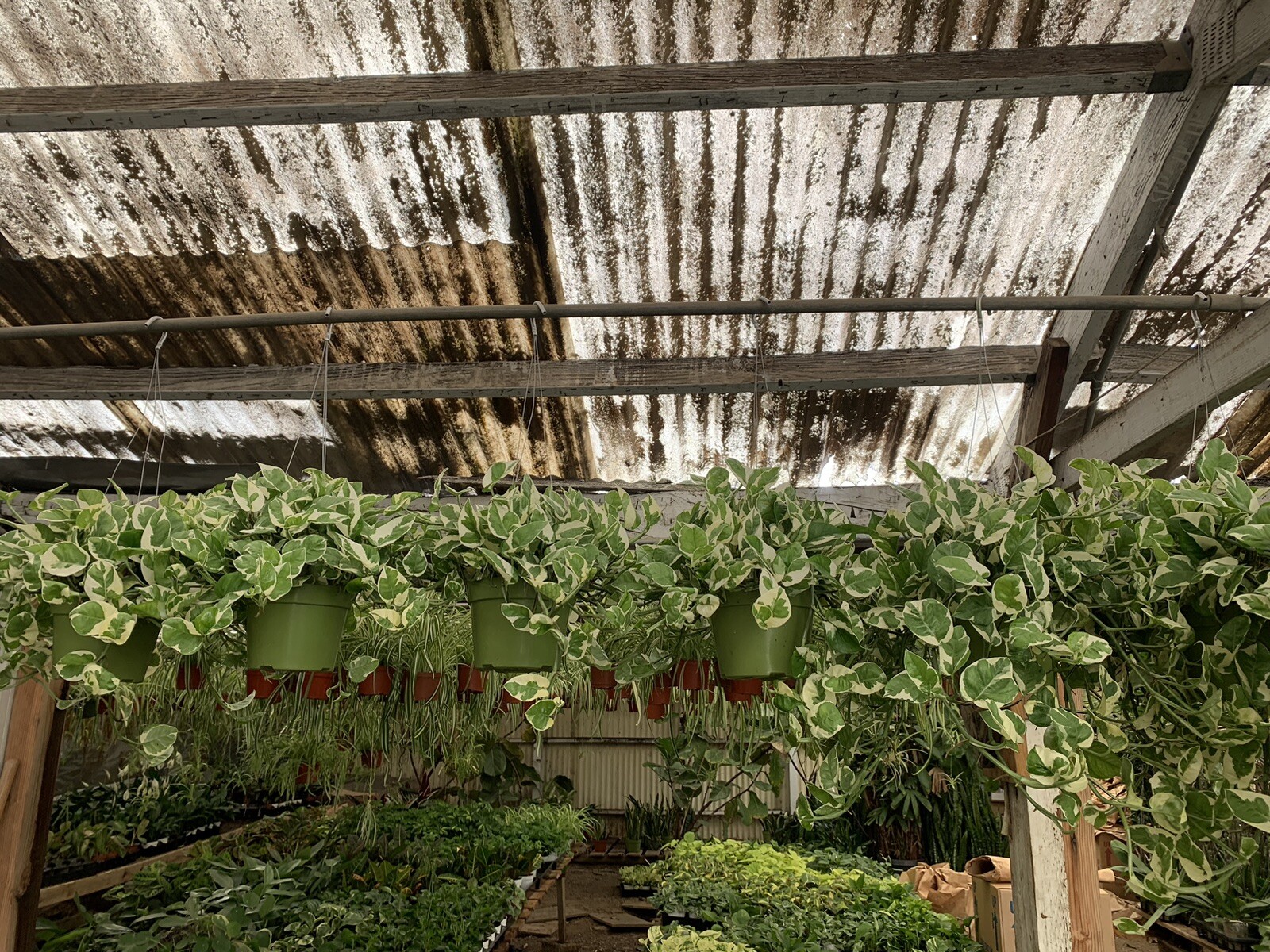 Indoor Live Plants Bundles Including 6inch Potted Pothos Plants