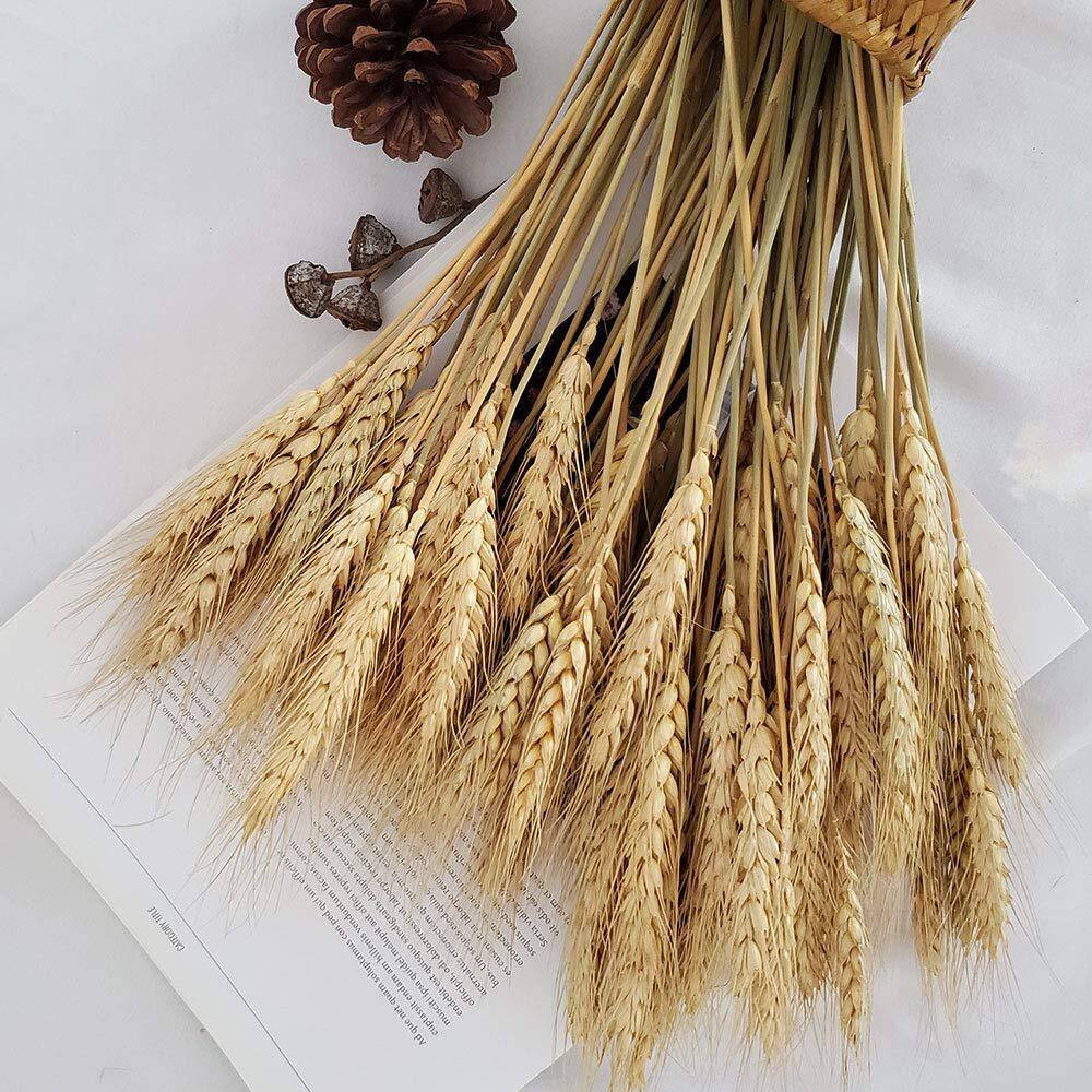 2.2 In. Farmhouse Natural Wheat Stalks 100 Pieces Gold Artificial Plant Home Tab