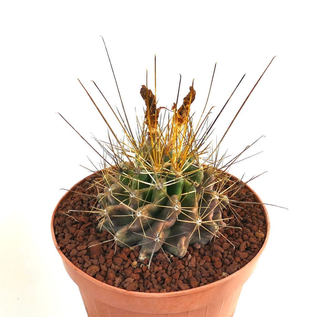 Ferocactus hamatacanthus GOLDEN SPINES – Fishhook barrel cactus | Texas barrel c