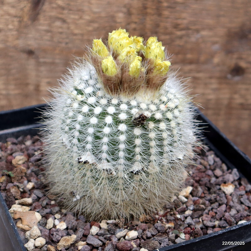 D4309 NOTOCACTUS SCOPA pot14-H9-W8 cm MaMa Cactus