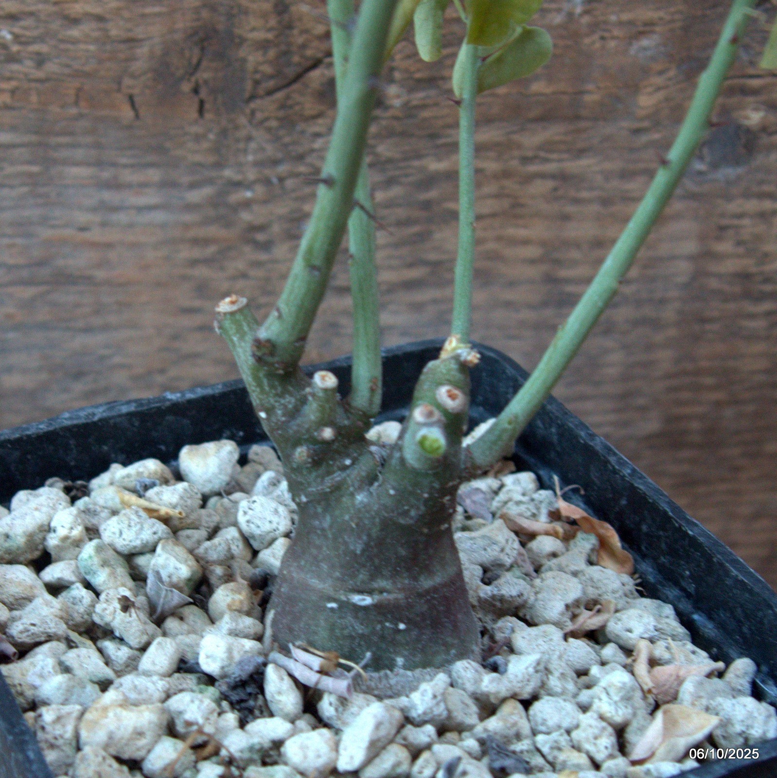 D6909 ADENIA SPINOSA pot10-H36-W5 cm MaMa Cactus