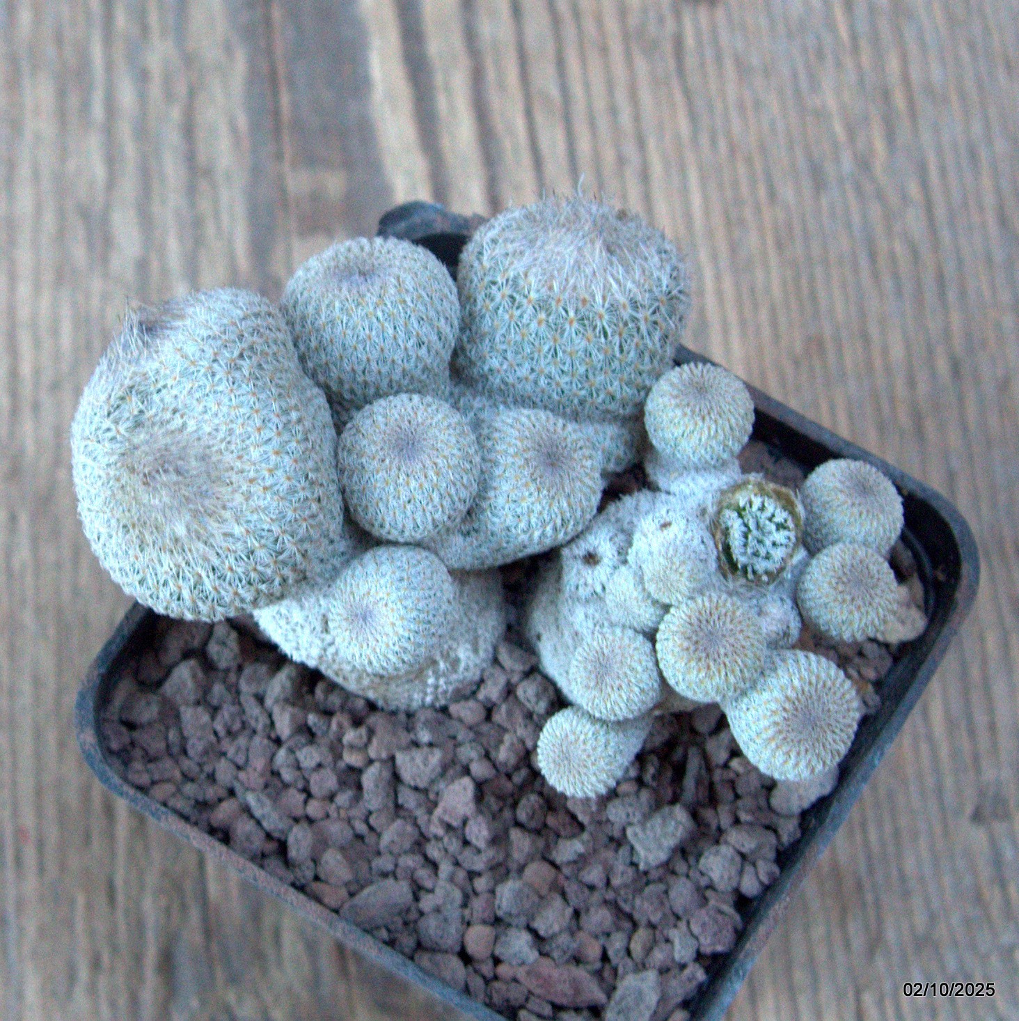 D6812 EPITHELANTHA MICROMERIS MONSTER pot7-H5-W9 cm MaMa Cactus