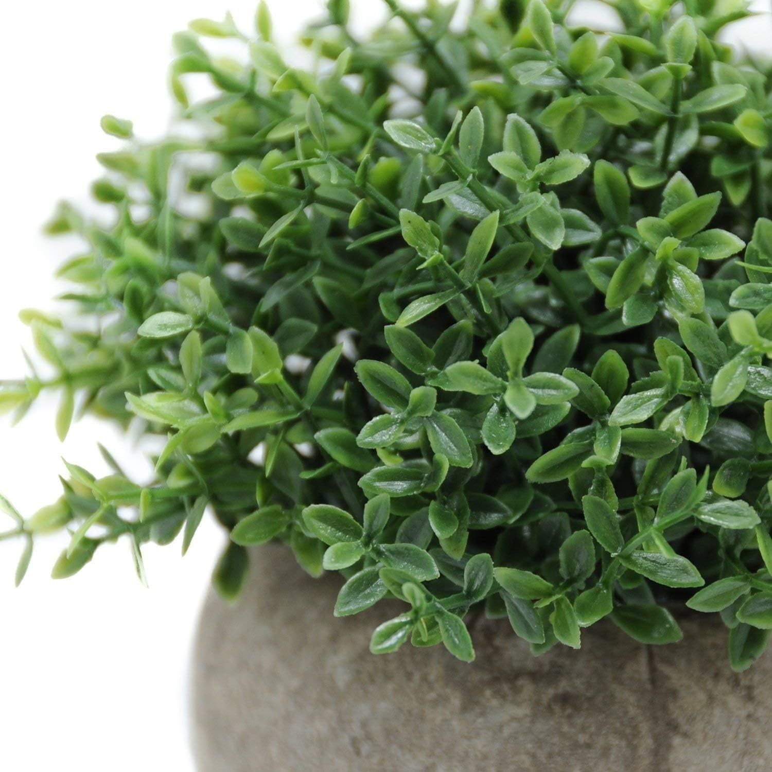 Elegant Mini Boxwood Topiary Plant – Dust Resistant and Eco-Friendly Decor