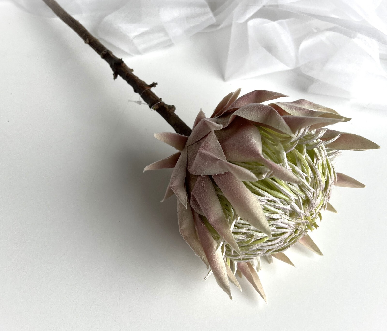 King Protea Stem Australian Native Flowers Blush Cream Protea Flower Stem x 1