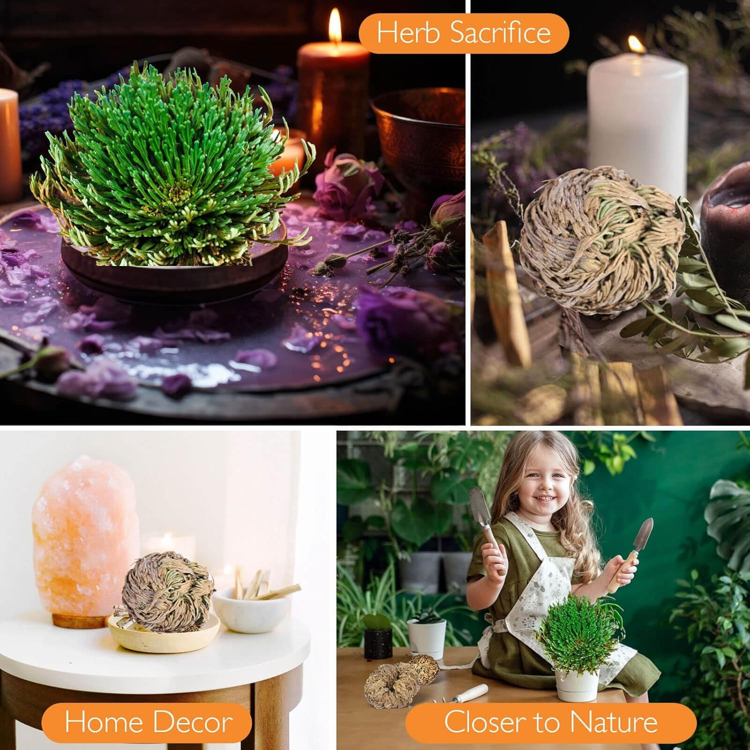 4-Pack Large Premium Dried Rose of Jericho, Selaginella Resurrection Grass, Drie