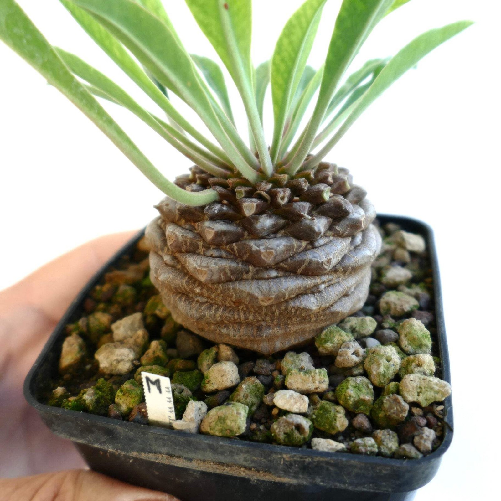 Euphorbia bupleurifolia MALE specimen – caudex succulent