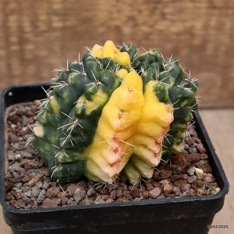 D557 GYMNOCALYCIUM BALDIANUM VARIEGATED pot10-H8-W9 cm MaMa Cactus