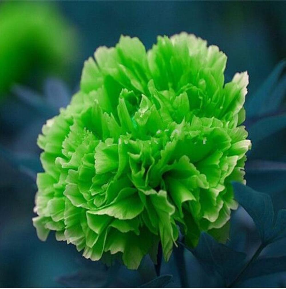 (10) PEONIES SEEDS rare exotic flower home blossom garden USA SELLER W/TRACKING