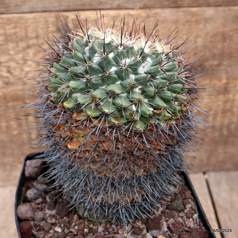 D3445 MAMMILLARIA MELANOCENTRA pot14-H17-W13 cm MaMa Cactus